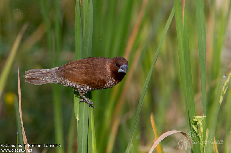 Scaly-breasted Muniaadult, identification