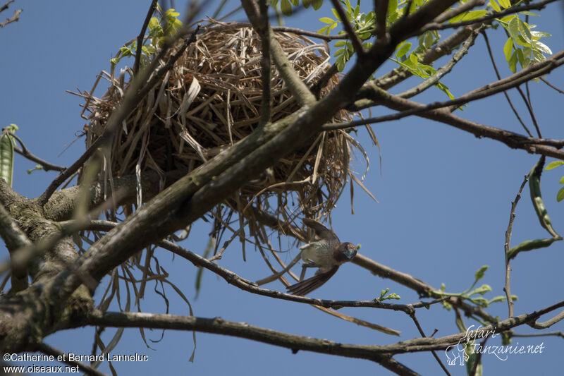 Scaly-breasted Muniaadult, Reproduction-nesting