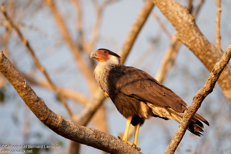 Crested Caracara (cheriway)adult, identification