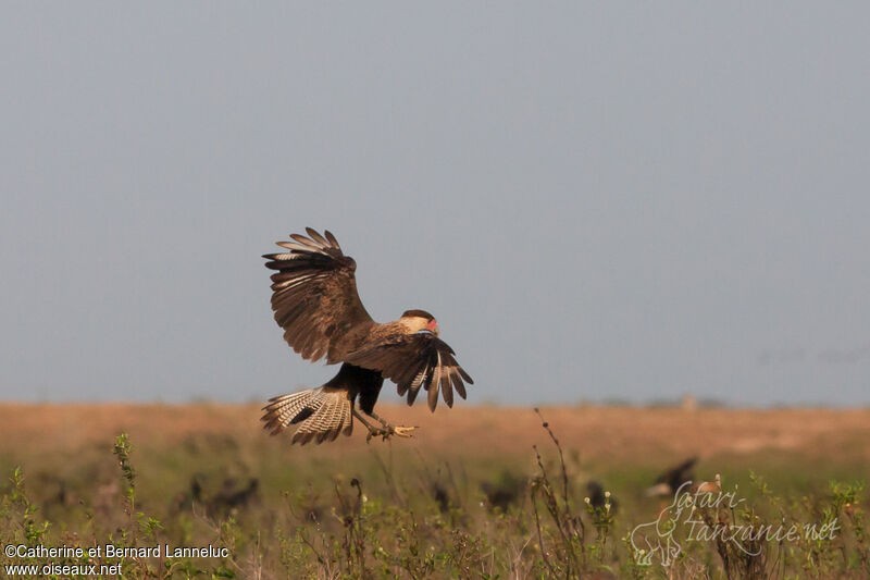 Caracara du Nordadulte, habitat, Vol