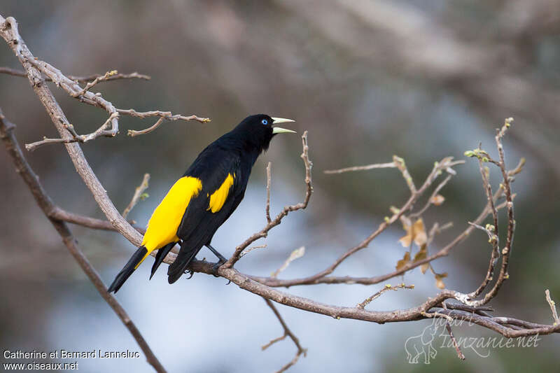 Yellow-rumped Caciqueadult, identification, Behaviour