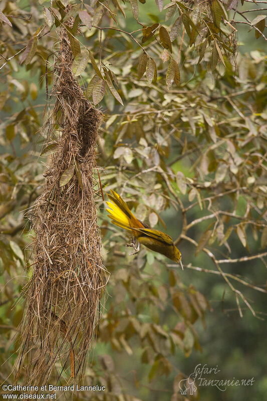 Russet-backed Oropendolaadult, Reproduction-nesting