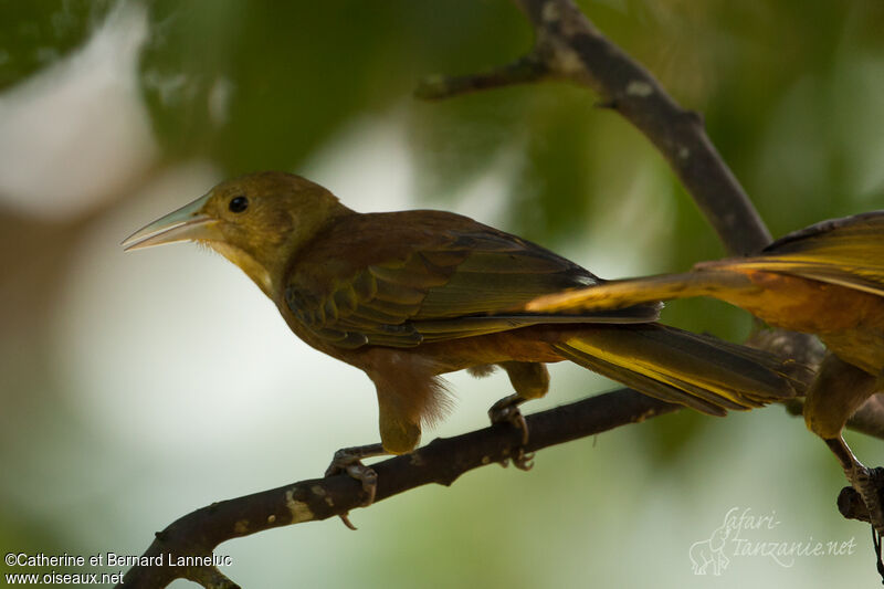 Russet-backed Oropendola