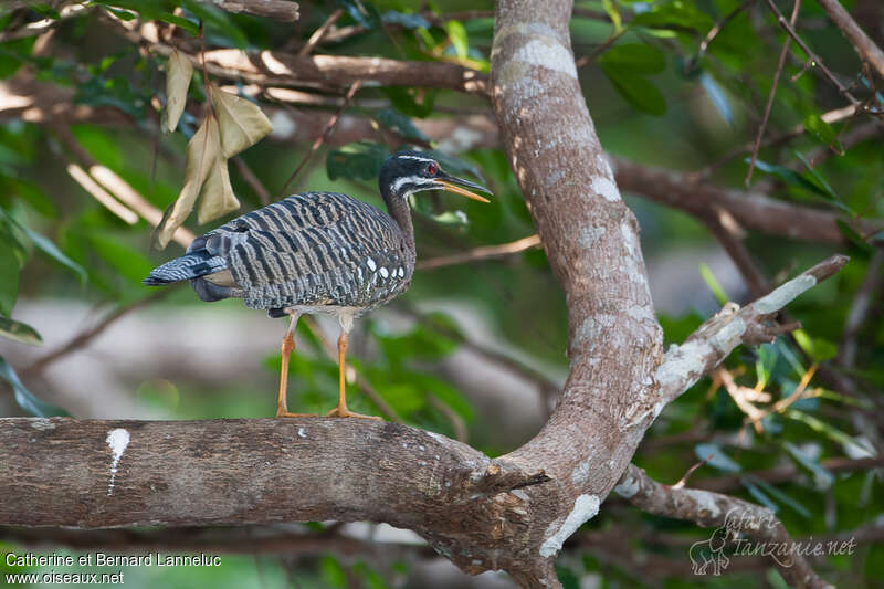 Caurale soleiladulte, identification, Comportement