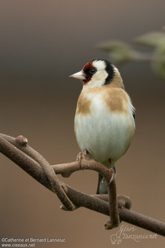 Chardonneret élégantadulte