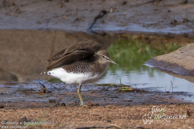 Green Sandpiperadult