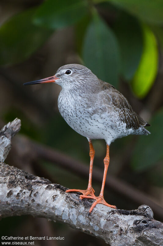 Common Redshankadult post breeding, identification