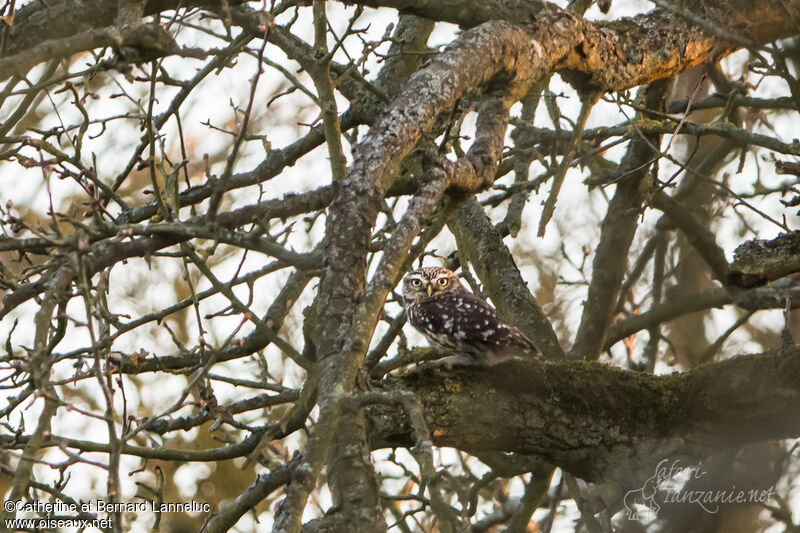 Chevêche d'Athénaadulte, habitat