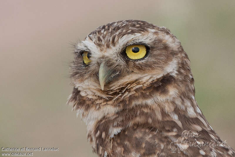 Burrowing Owladult, close-up portrait