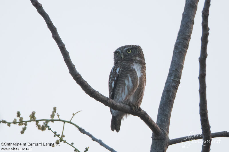 Asian Barred Owletadult