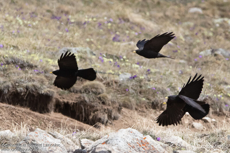 Alpine Choughadult, Flight