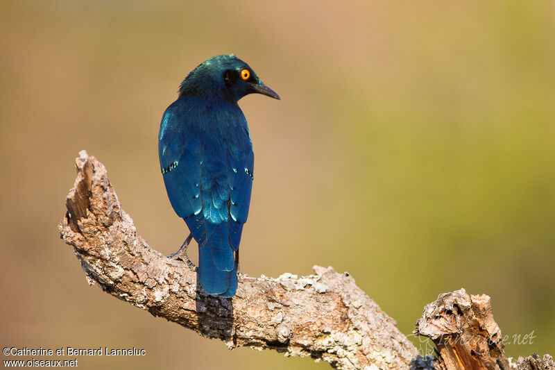 Greater Blue-eared Starling