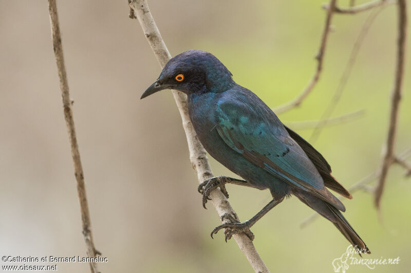 Greater Blue-eared Starlingadult transition, identification