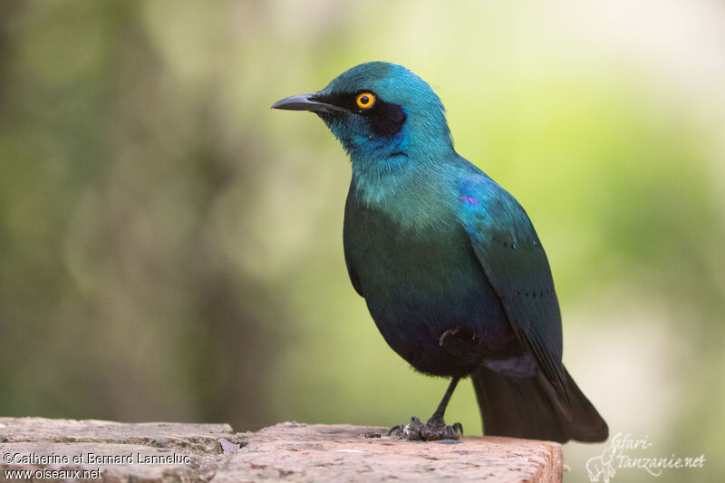 Greater Blue-eared Starlingadult breeding, pigmentation