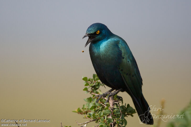 Greater Blue-eared Starlingadult, feeding habits, eats