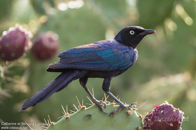 Rüppell's Starlingadult, feeding habits