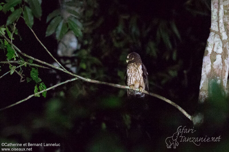 Mottled Owl, identification