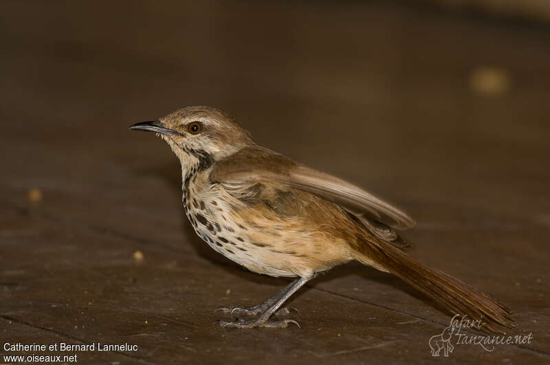 Cichladuse tachetéeadulte, identification