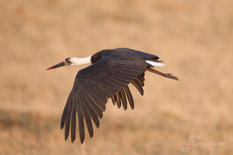 African Woolly-necked Storkadult, Flight