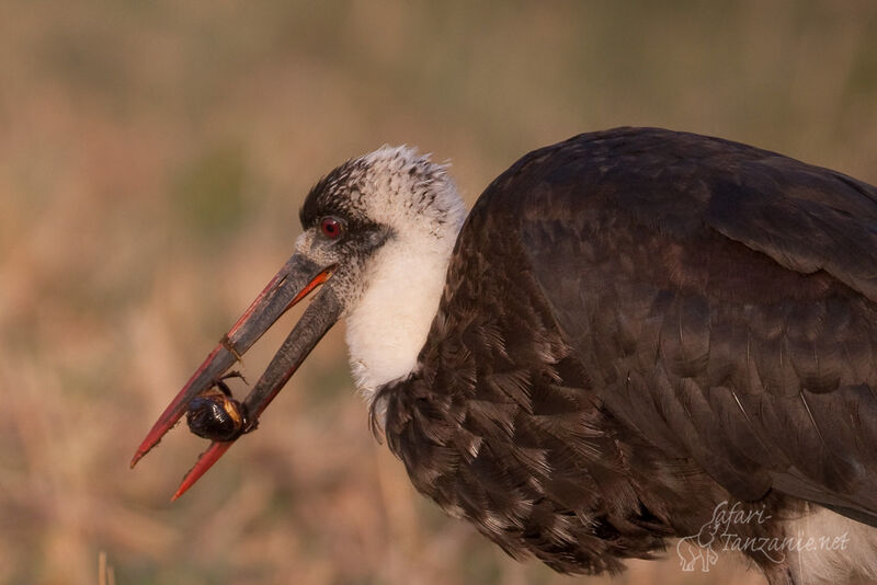 African Woolly-necked Storkadult, close-up portrait, feeding habits