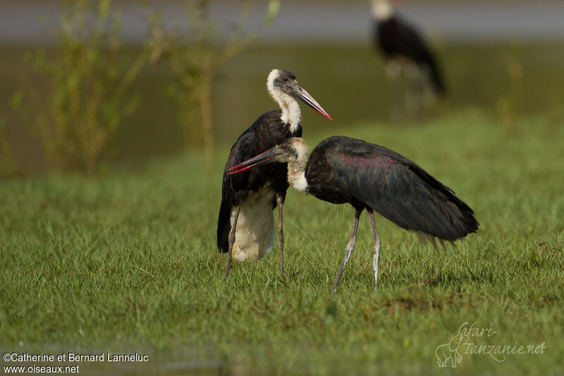 Cigogne à pattes noiresadulte