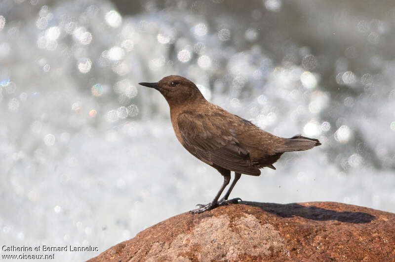 Brown Dipperadult, identification