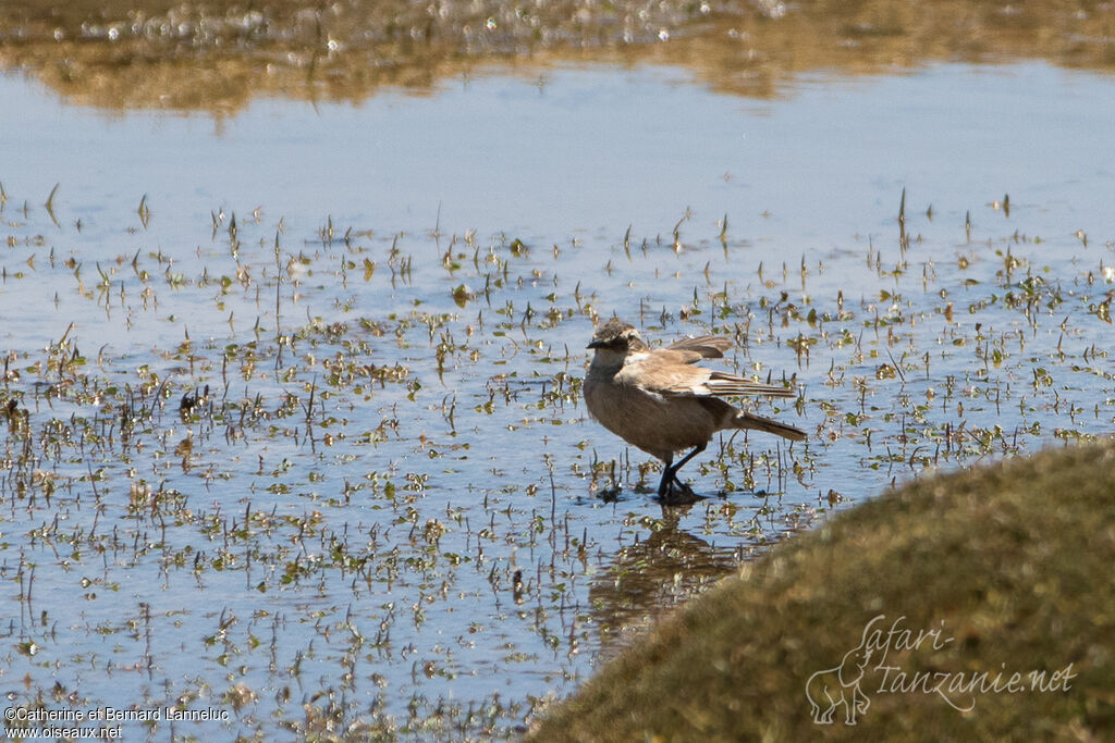 Cinclode à miroir blanc