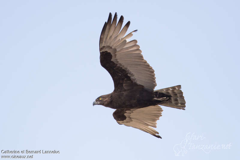 Brown Snake Eagleadult, Flight