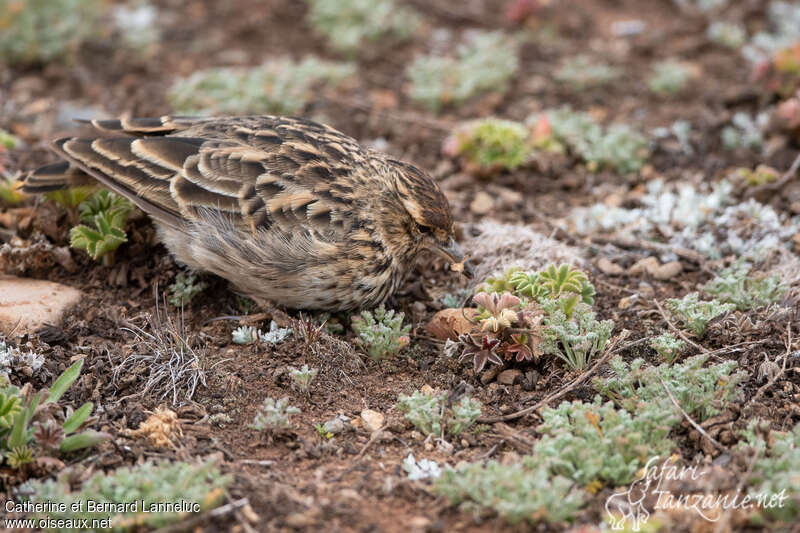 Cochevis de Théklaadulte, pêche/chasse, mange