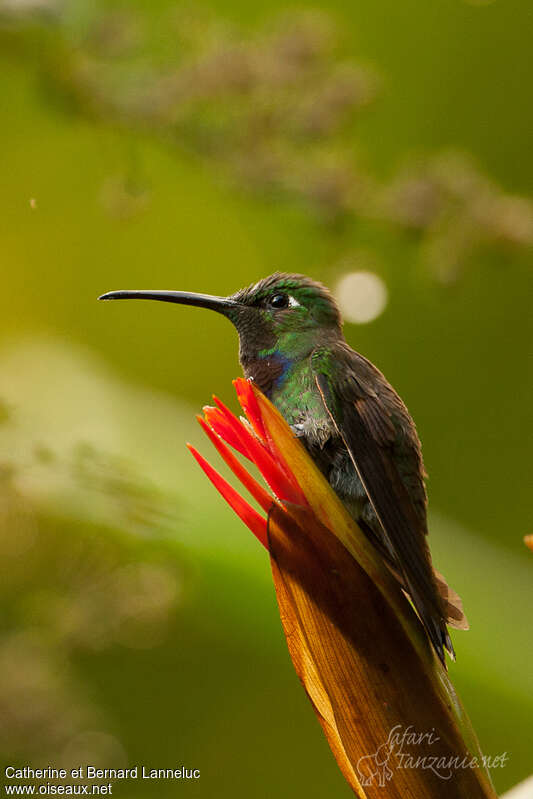 Violet-chested Hummingbird