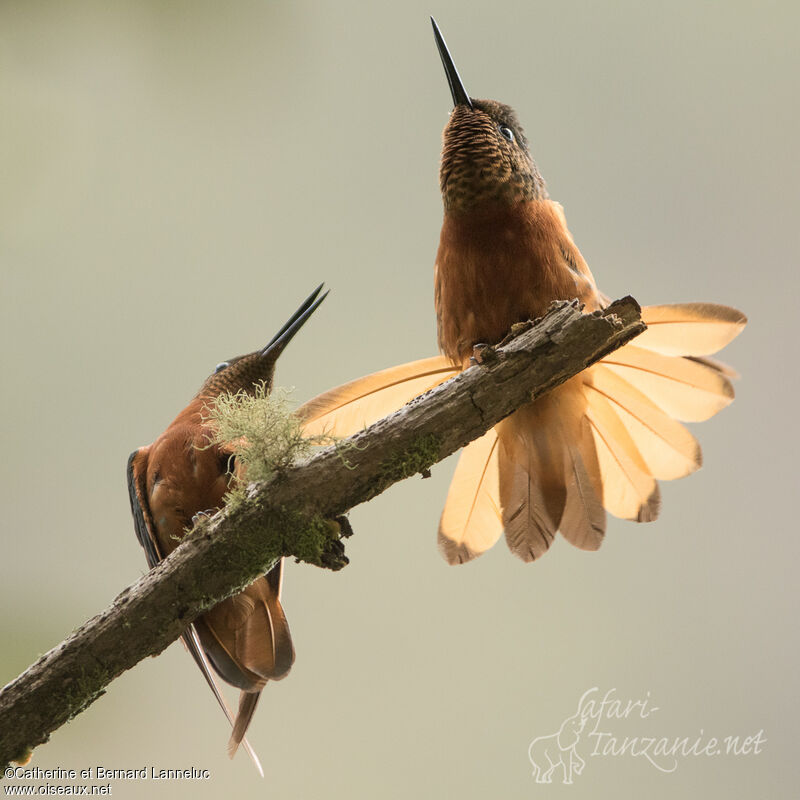 Chestnut-breasted Coronetadult, courting display