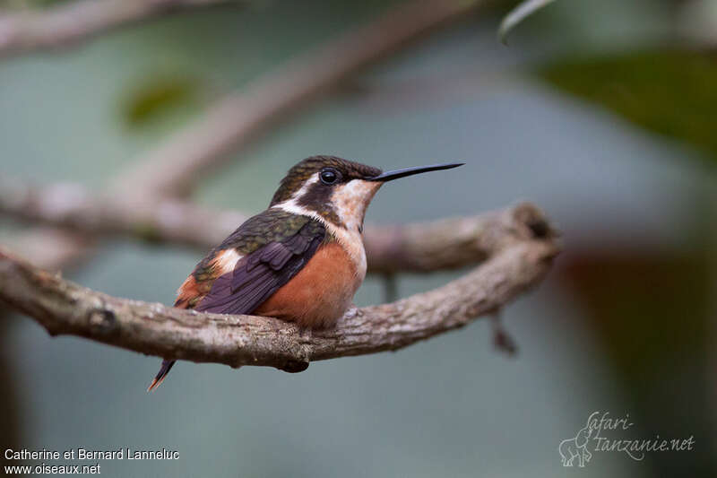 Colibri de Mitchell femelle adulte, identification