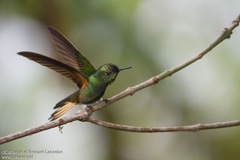 Buff-tailed Coronetadult, Flight