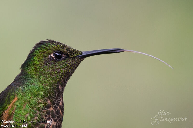 Buff-tailed Coronet, close-up portrait