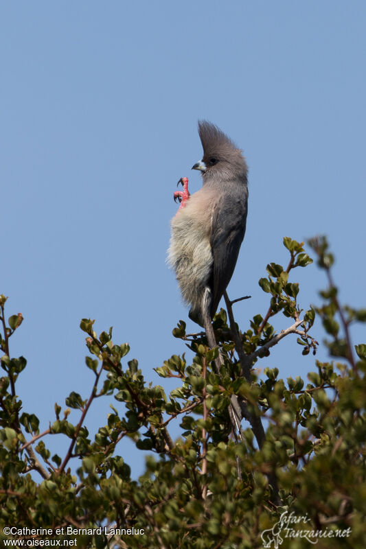 White-backed Mousebirdadult, identification