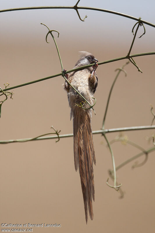 Speckled Mousebird, feeding habits, Behaviour