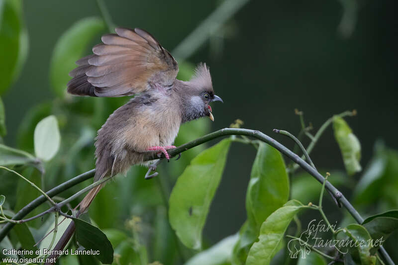 Speckled Mousebirdadult, Behaviour