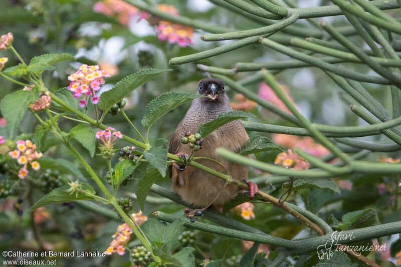 Speckled Mousebirdadult, feeding habits, Behaviour