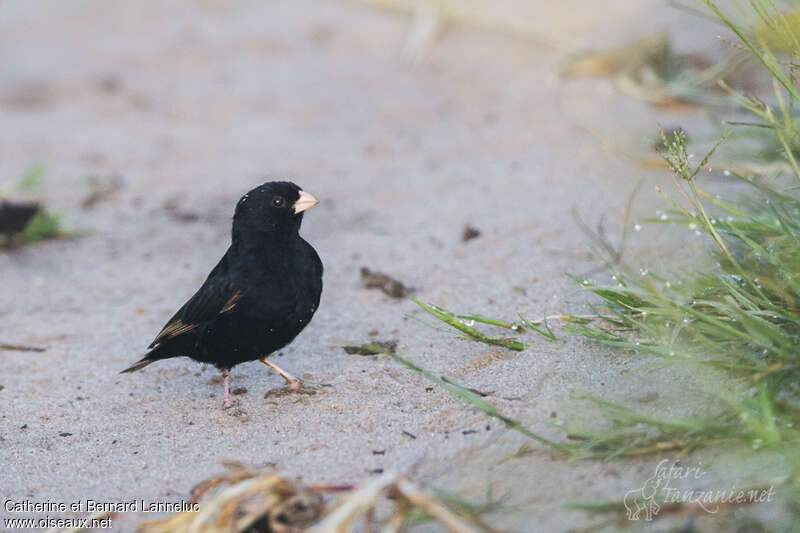 Purple Indigobird male adult, identification