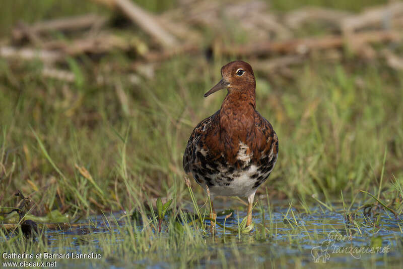 Ruff male adult transition