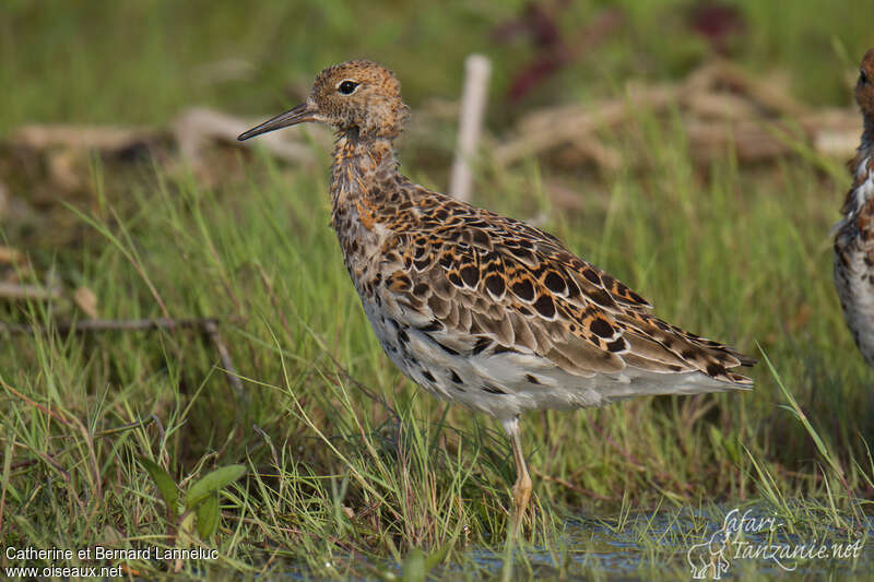 Combattant varié mâle adulte transition, identification