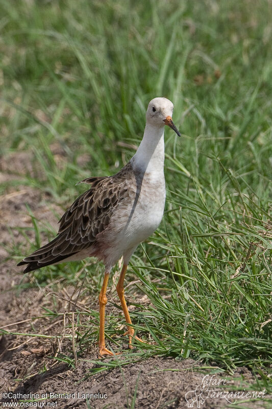 Ruff male adult post breeding, identification