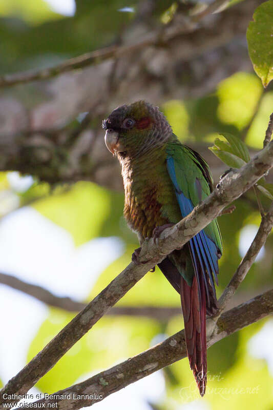 Conure à oreillonsadulte, identification