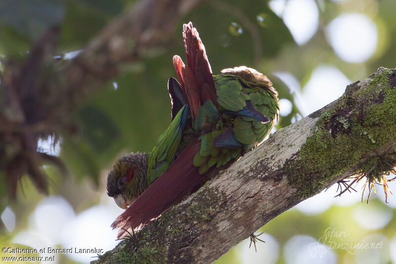 Conure à oreillons , Nidification, Comportement