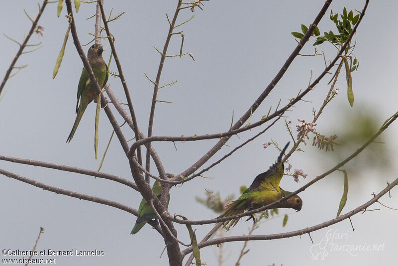 Brown-throated Parakeet