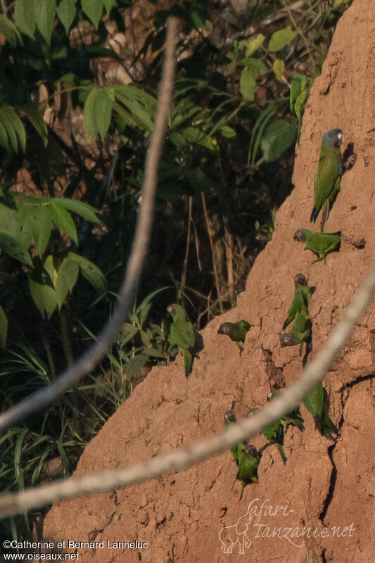 Dusky-headed Parakeetadult, feeding habits, Behaviour