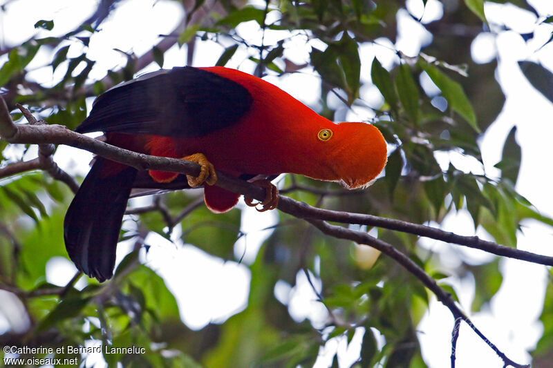 Andean Cock-of-the-rockadult breeding, courting display, Behaviour