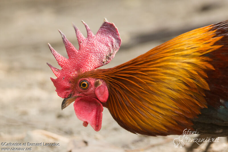 Red Junglefowl male adult, close-up portrait