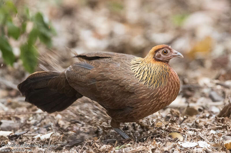 Red Junglefowl female adult, identification, Behaviour