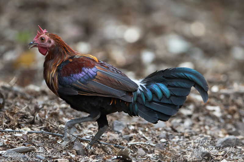 Coq bankiva mâle subadulte, identification